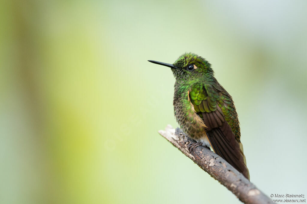 Buff-tailed Coronet