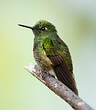 Colibri flavescent