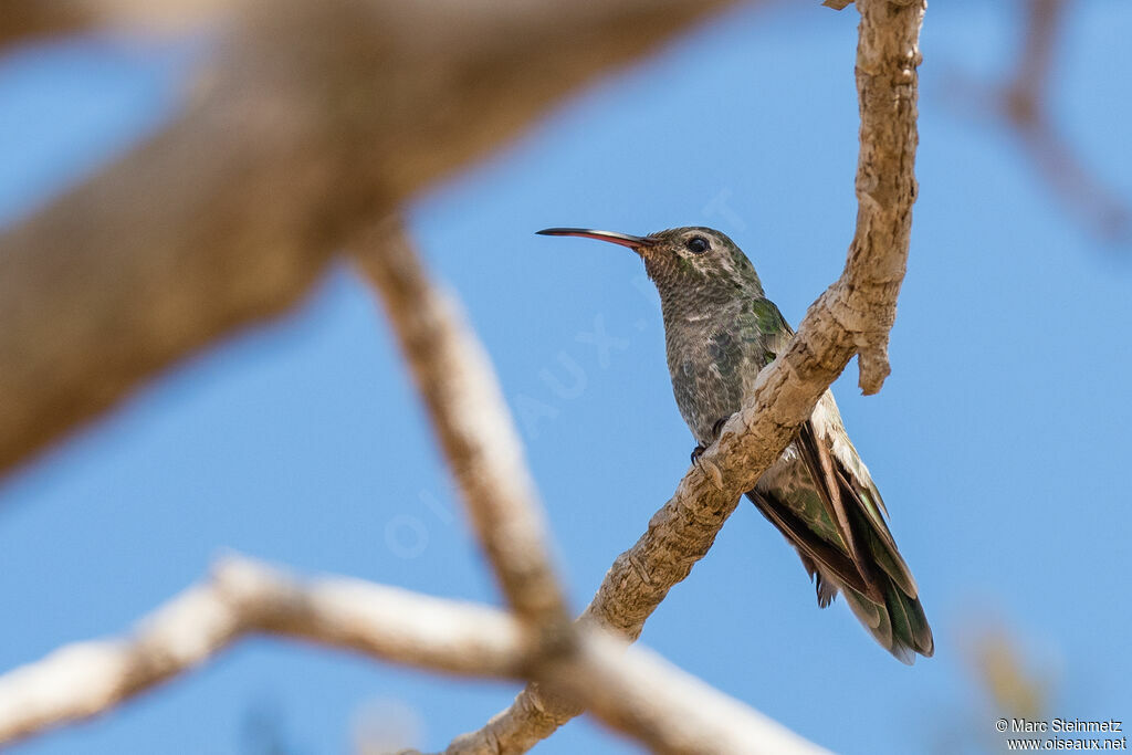 Colibri guaïnumbi