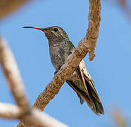 White-tailed Goldenthroat