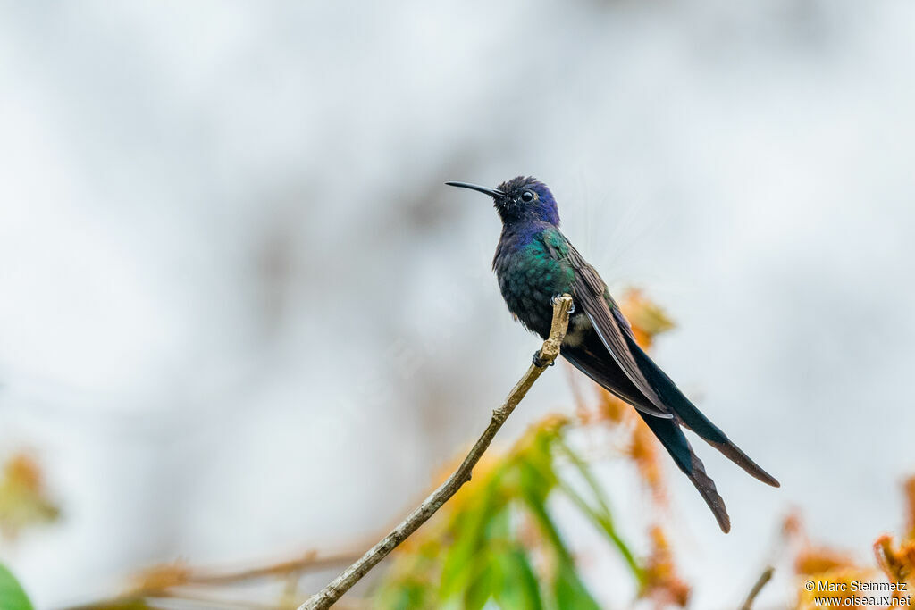 Swallow-tailed Hummingbird