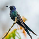 Colibri hirondelle