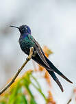 Colibri hirondelle