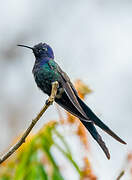 Swallow-tailed Hummingbird