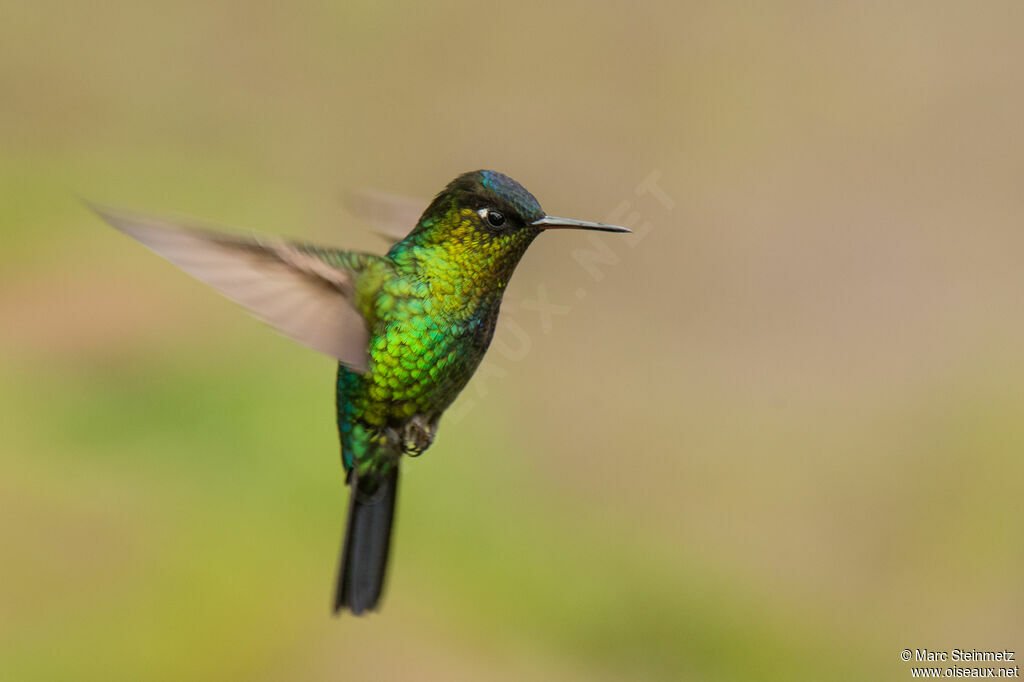 Fiery-throated Hummingbird