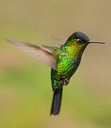 Fiery-throated Hummingbird