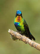 Fiery-throated Hummingbird