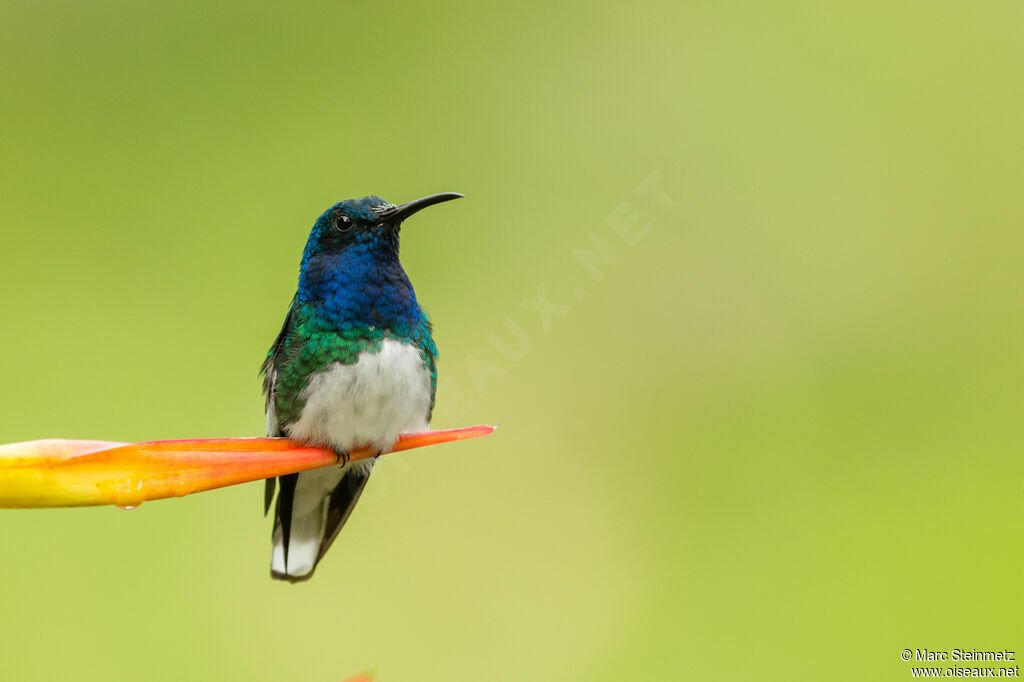 Colibri jacobin