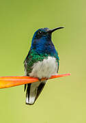 White-necked Jacobin