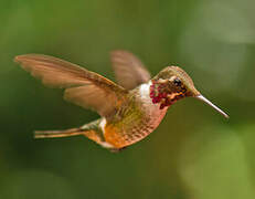 Magenta-throated Woodstar