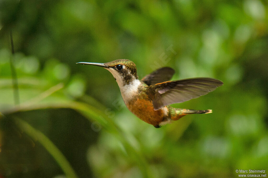 Magenta-throated Woodstar female