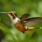 Colibri magenta