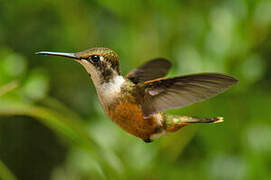 Magenta-throated Woodstar