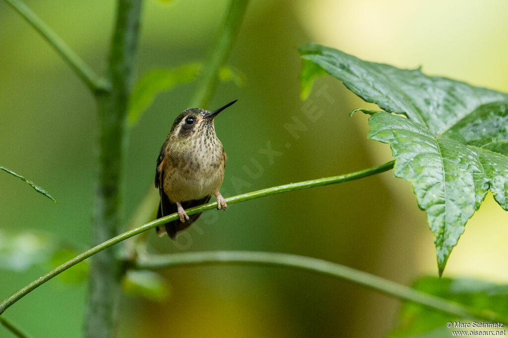 Colibri moucheté