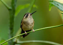 Colibri moucheté