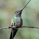 Colibri porte-épée