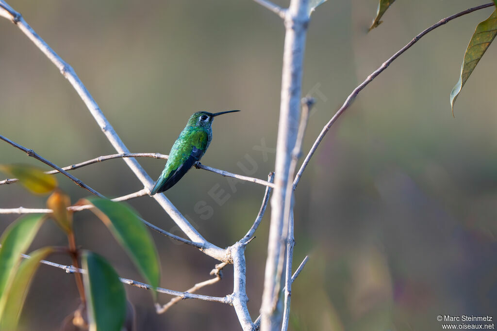 Colibri tout-vert