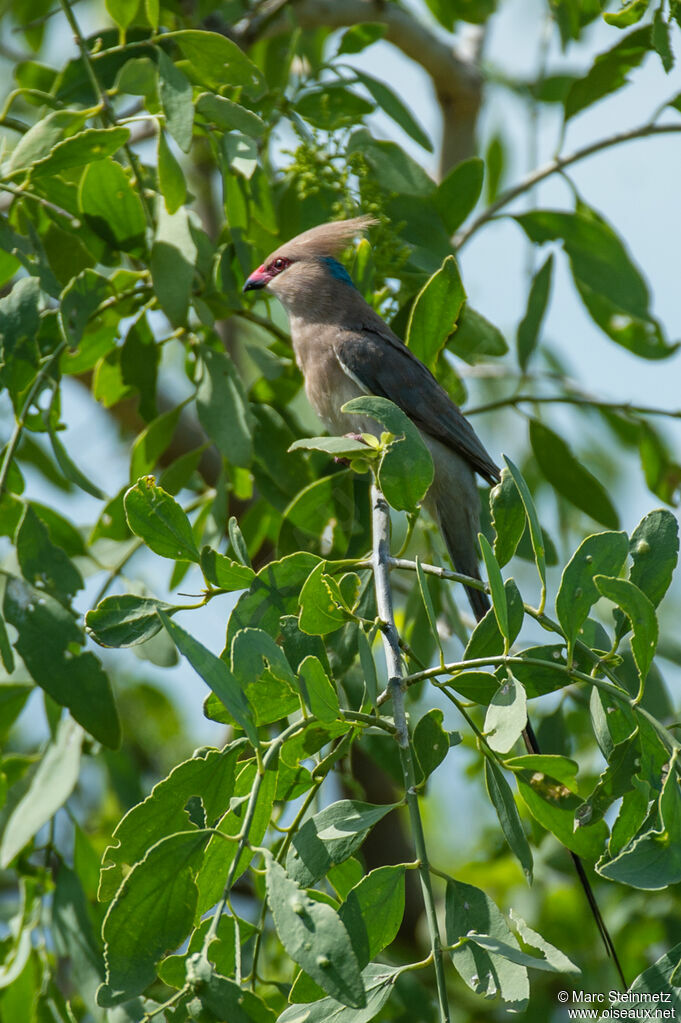 Blue-naped Mousebird