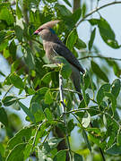 Blue-naped Mousebird