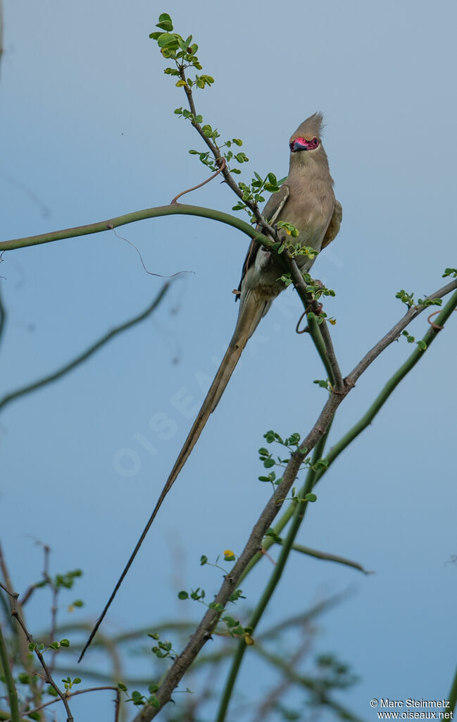 Blue-naped Mousebird