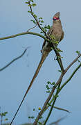 Blue-naped Mousebird