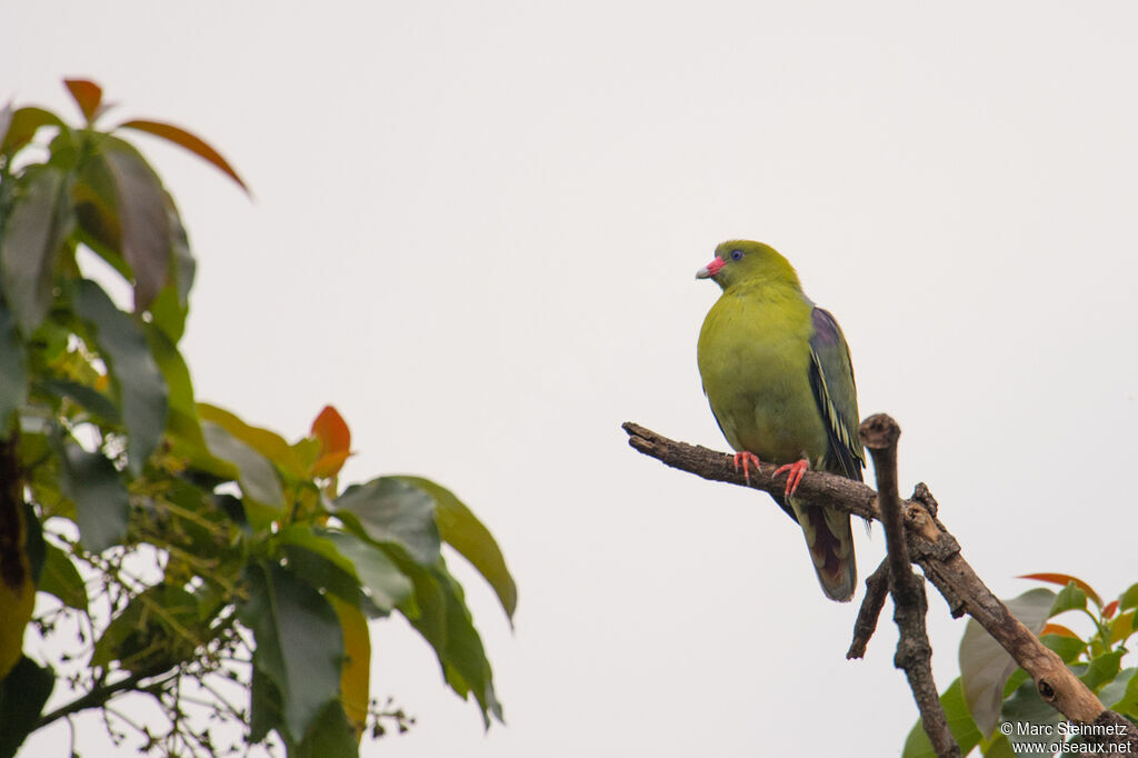 African Green Pigeon