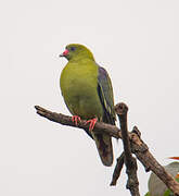 African Green Pigeon