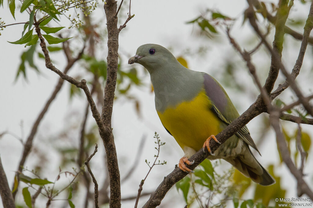 Bruce's Green Pigeon