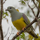 Colombar waalia