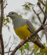 Bruce's Green Pigeon