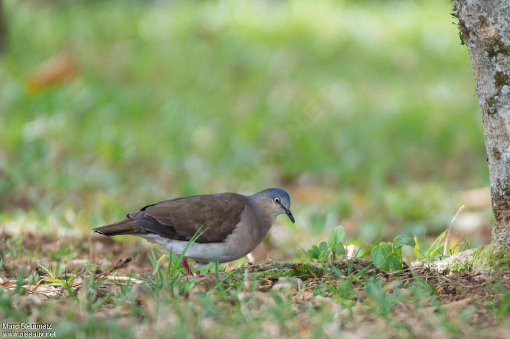 Grey-headed Doveadult, walking, eats