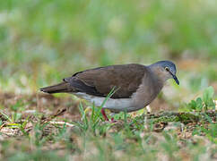 Grey-headed Dove