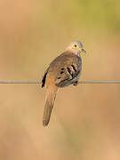 Long-tailed Ground Dove