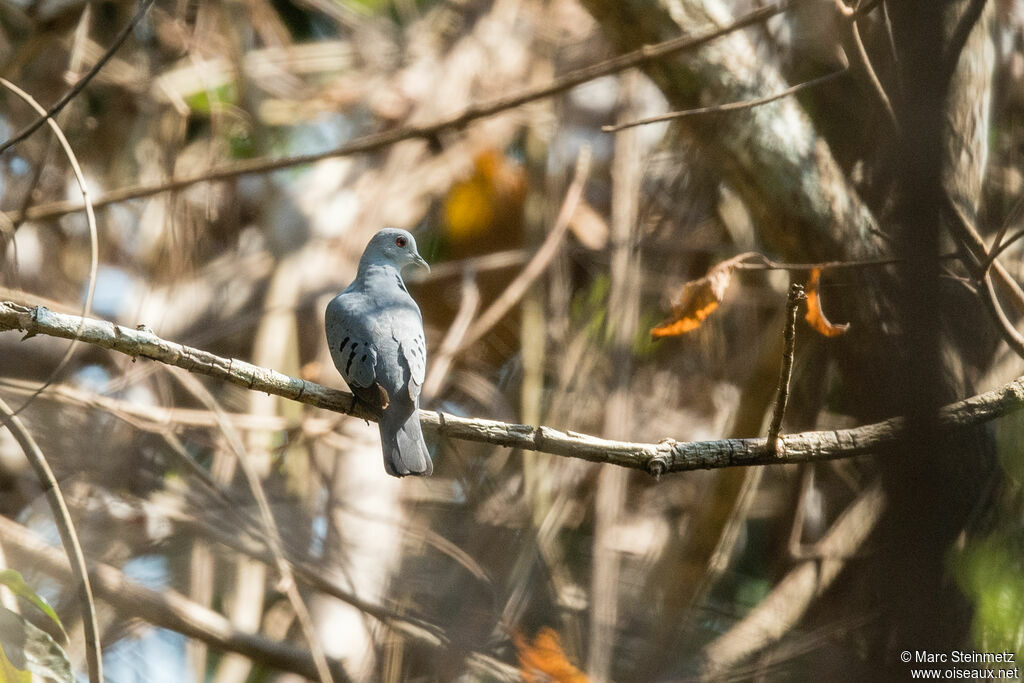 Blue Ground Dove