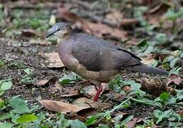 Tolima Dove