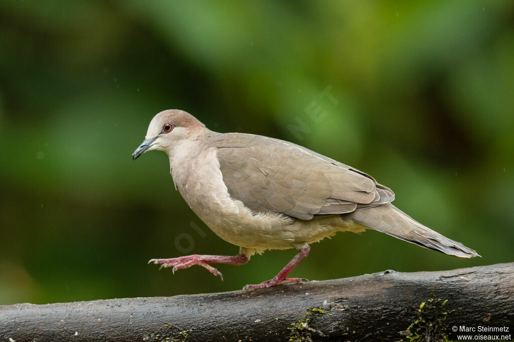 White-tipped Dove