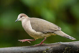 White-tipped Dove