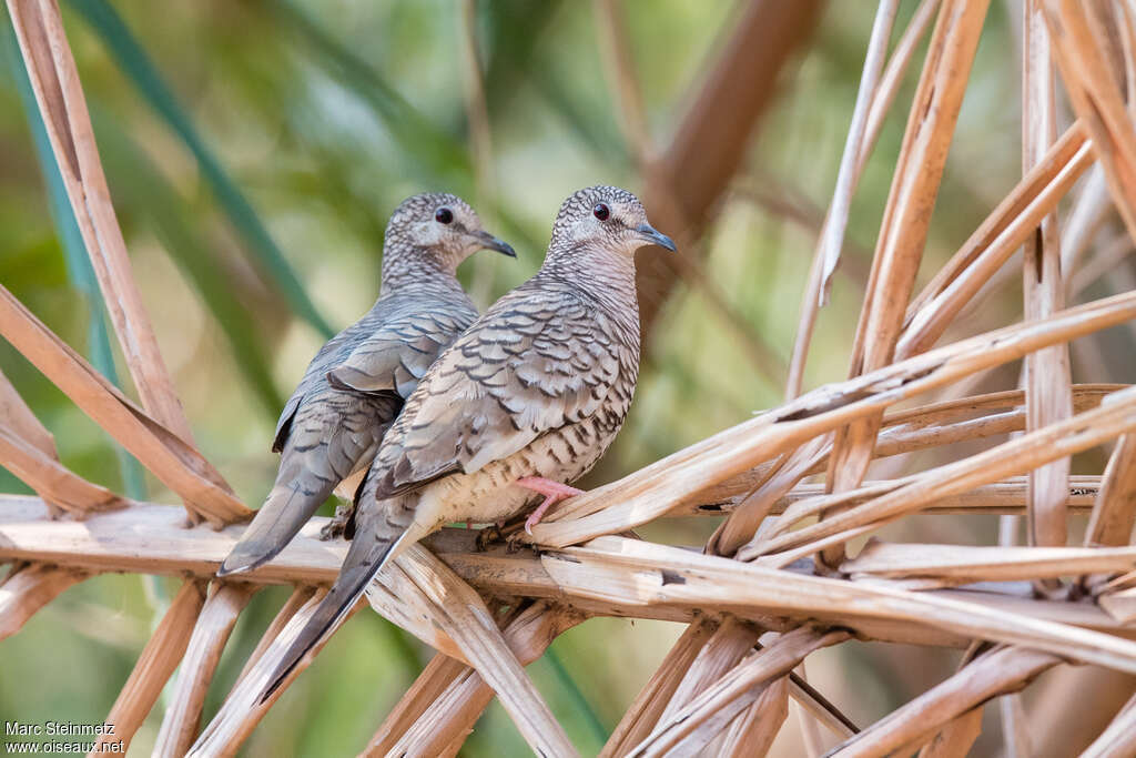 Scaled Doveadult, identification