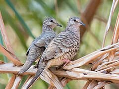 Scaled Dove