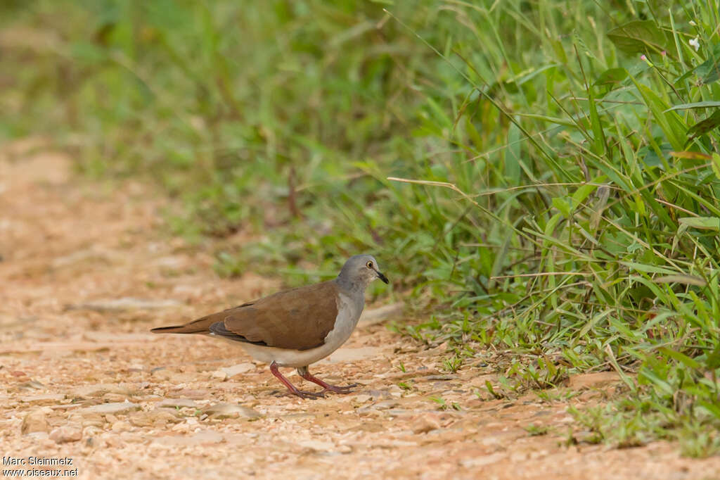 Pallid Dove