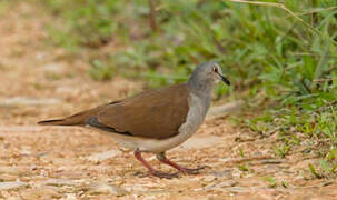 Pallid Dove