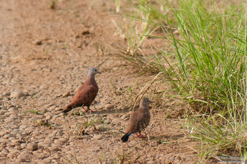 Ruddy Ground Dove