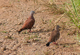 Ruddy Ground Dove