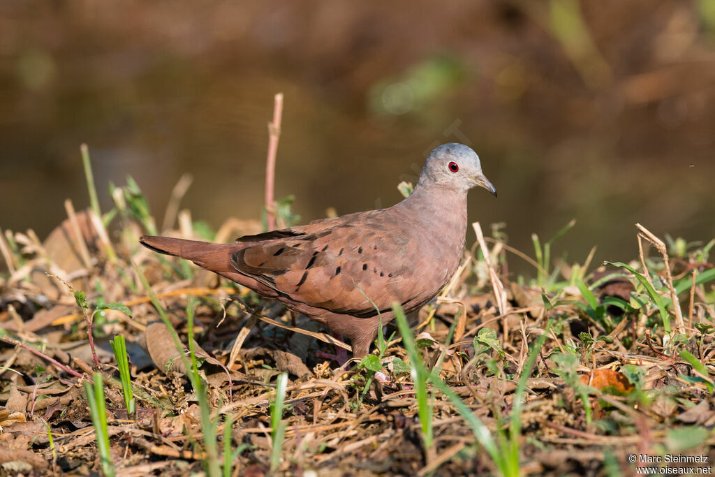 Ruddy Ground Dove