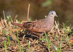 Ruddy Ground Dove