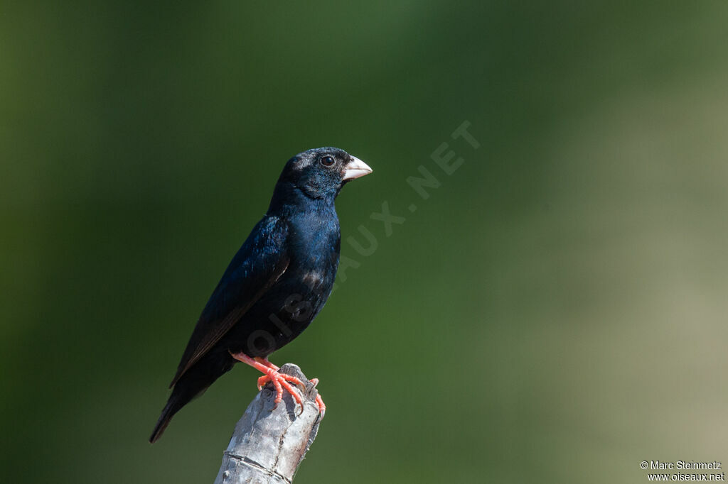 Village Indigobird
