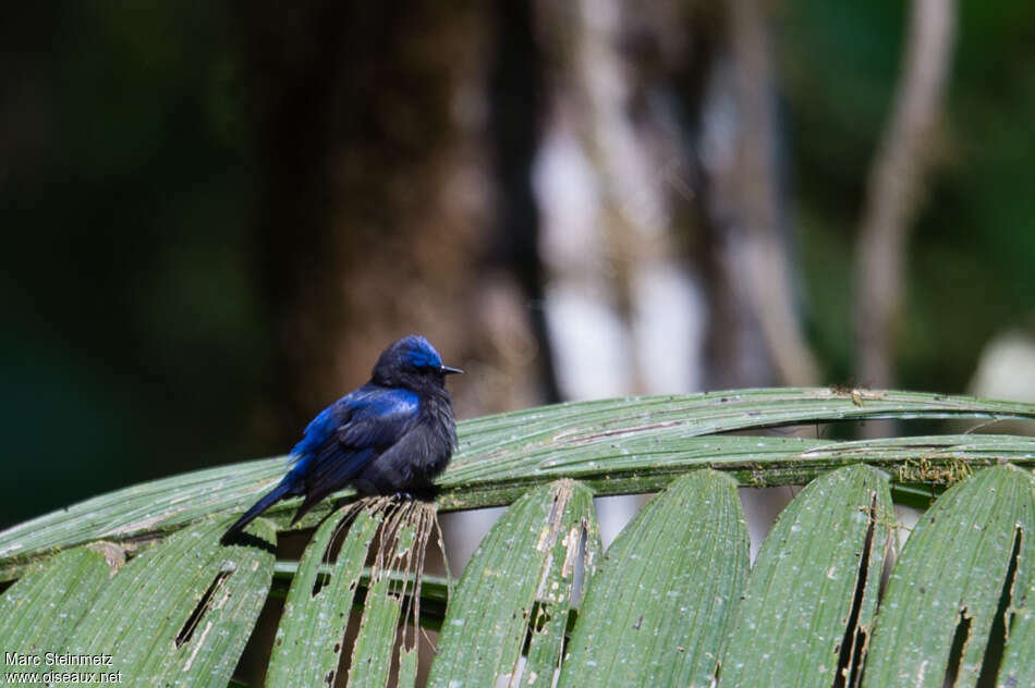 Capped Conebill male adult