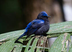 Capped Conebill