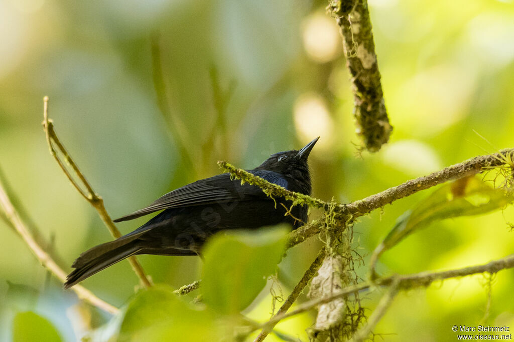 Conirostre coiffé