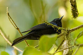 Capped Conebill